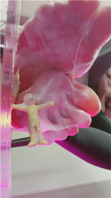 【Verin维因】踩小人瑜伽裤史莱姆    241210-5