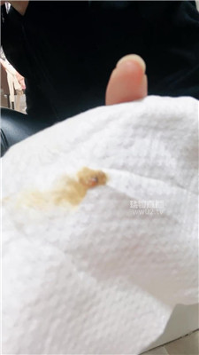 【小拽】黄金灯    251016-28