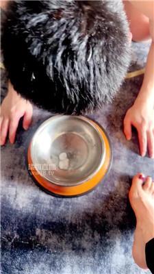 【短发】犬化恋足狗 JS260117-23